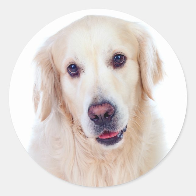 Sticker Rond Golden Retriever Chien chiot - Hello Love (Devant)