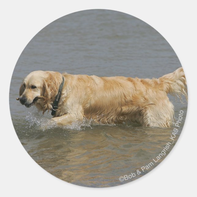 Sticker Rond Golden Retriever dans l'eau (Devant)