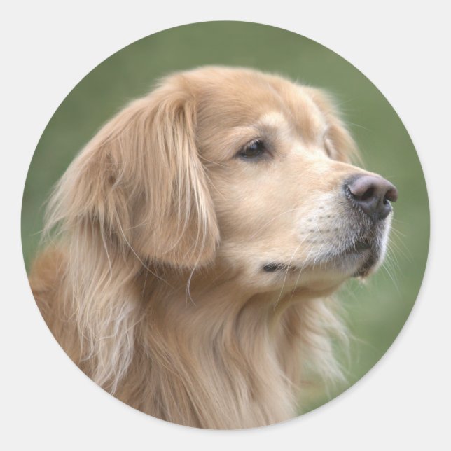 Sticker Rond Golden Retriever en Closeup (Devant)