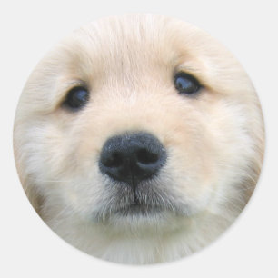 Sticker Rond Golden Retriever mignon chiot