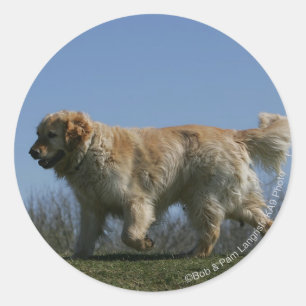Sticker Rond Golden Retriever Running 3