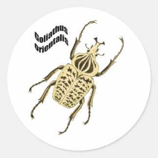 Sticker Rond Goliathus orientalis