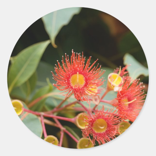 Sticker Rond gomme à fleurs rouges (Corymbia ficifolia) (Devant)