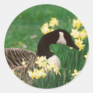 STICKER ROND GOOSE AVEC DAFFODILS