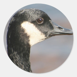 Sticker Rond Goose Closeup