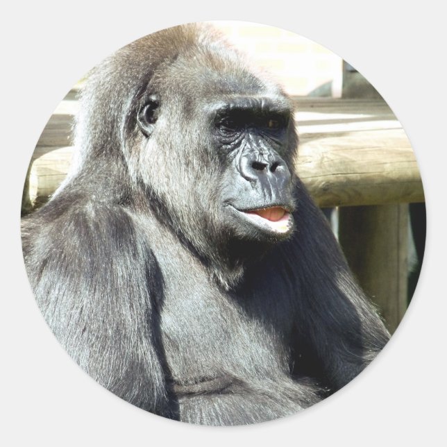 STICKER ROND GORILLA (Devant)