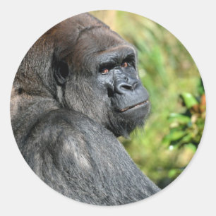 Sticker Rond Gorilla adulte