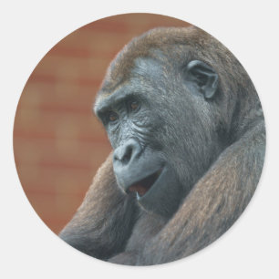 Sticker Rond Gorilla Shufai