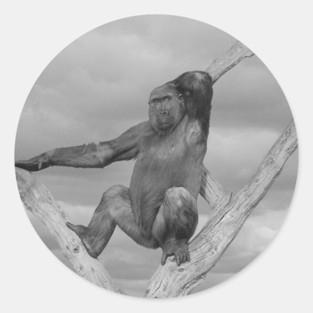 Sticker Rond Gorille Posée Sur Un Arbre (Devant)