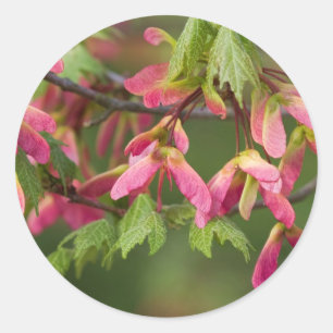 Sticker Rond Graines de sycomore à ailes par rose -