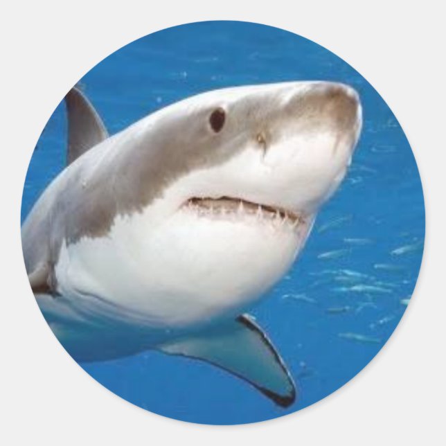 Sticker Rond Grand requin blanc (Devant)