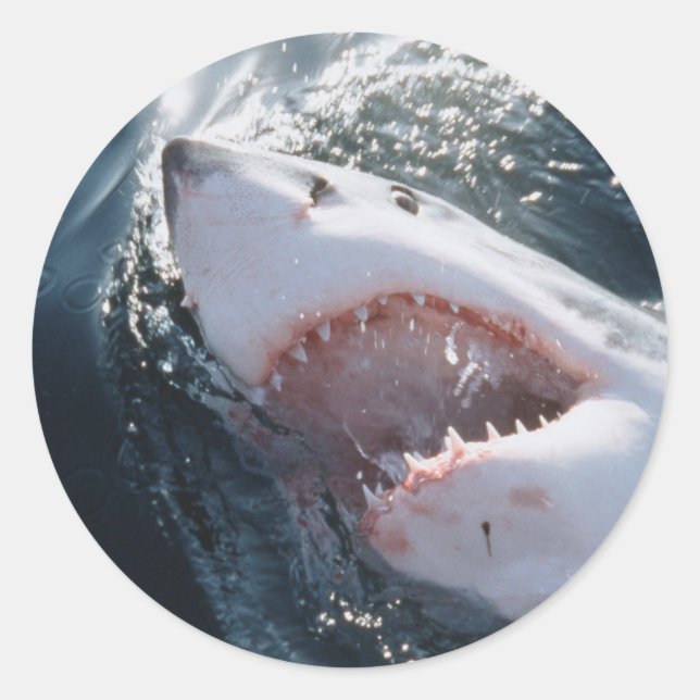 Sticker Rond Grand requin blanc en mer (Devant)