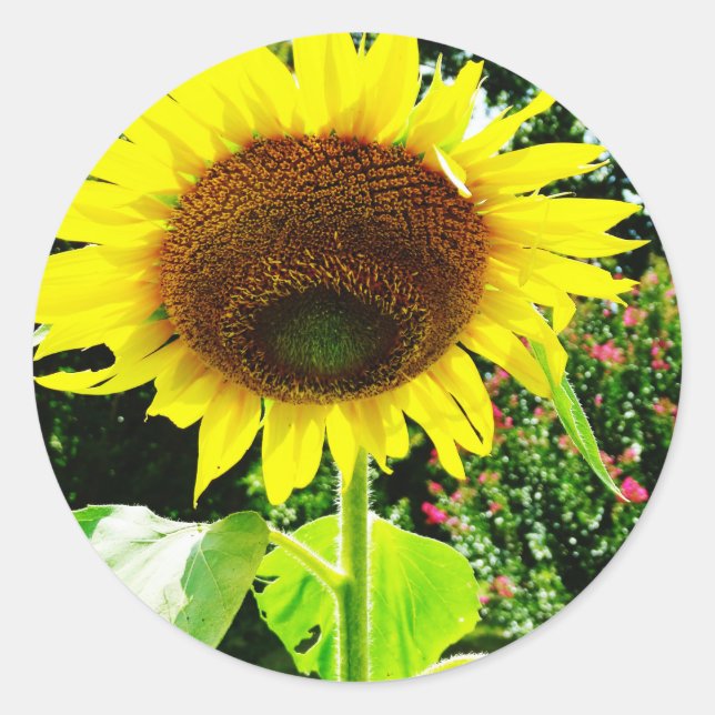Sticker Rond Grand tournesol jaune (Devant)