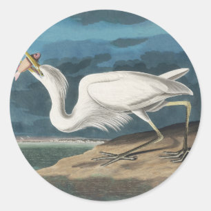Sticker Rond Grande Aigrette d'Audubon : Oiseau côtier vintage