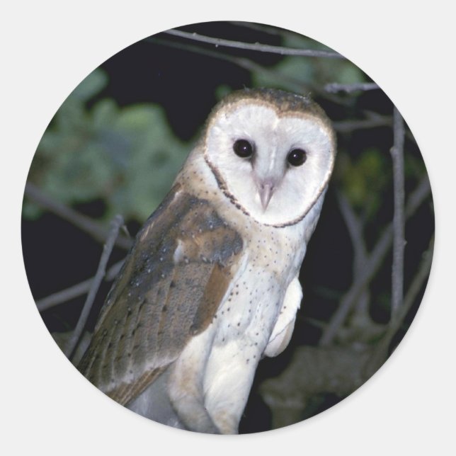 Sticker Rond Grange-hibou commun, Tyto alba, la Californie, (Devant)