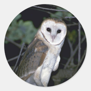 Sticker Rond Grange-hibou commun, Tyto alba, la Californie,