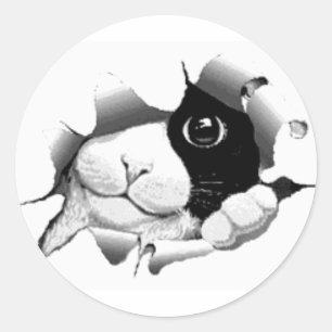 Sticker Rond Graphique sournois curieux mignon de chaton de