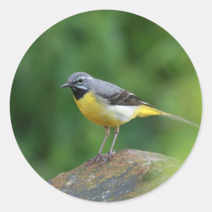 Sticker Rond Gray Wagtail - oiseau