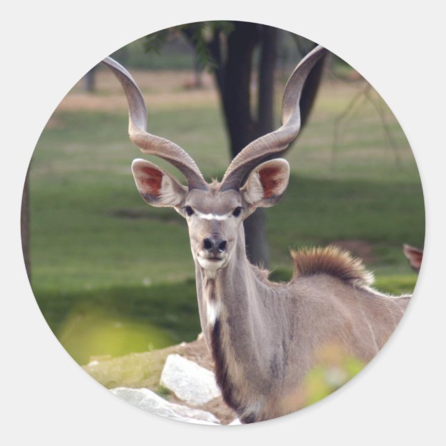 Sticker Rond greater-kudu-9 (Devant)