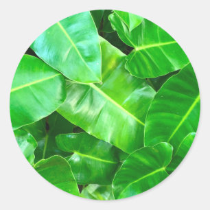 Sticker Rond Green feuille Palm Leaf feuillage tropical jungle
