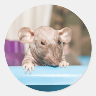 Sticker Rond gremlin