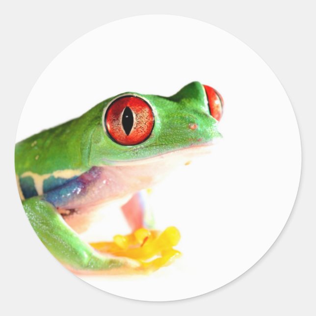 Sticker Rond grenouille (Devant)