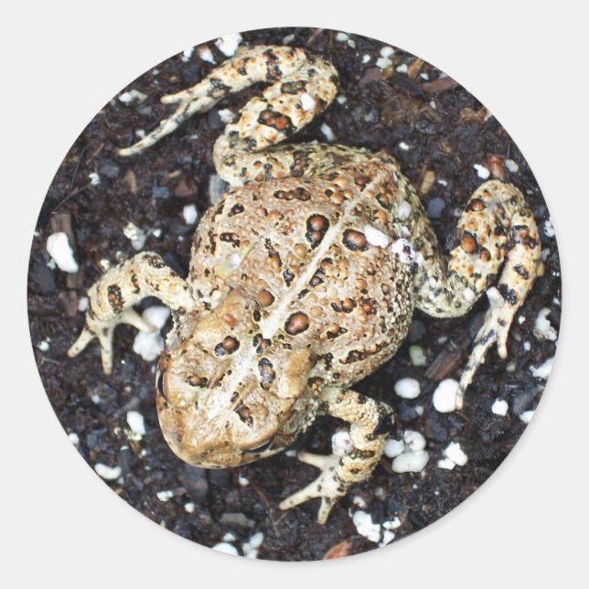 Sticker Rond Grenouille (Devant)