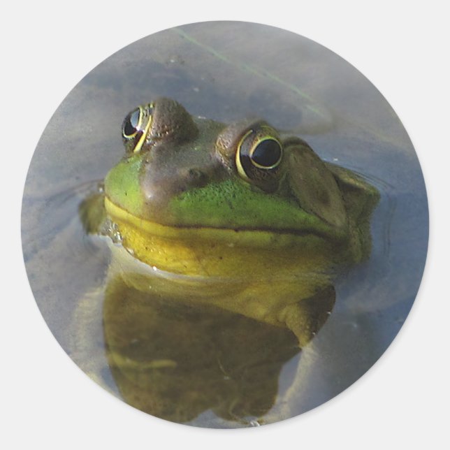 Sticker Rond Grenouille avec attitude (Devant)