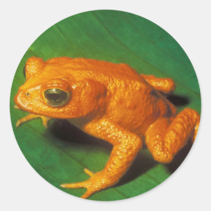 Sticker Rond Grenouille orange