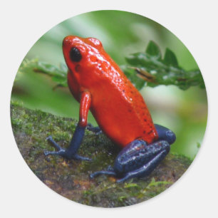 Sticker Rond Grenouille rouge et bleu poison