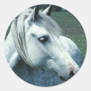 Sticker Rond Gris appâté dans un pâturage fleuri