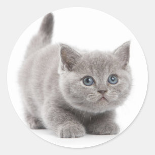 Sticker rond gris chat classique