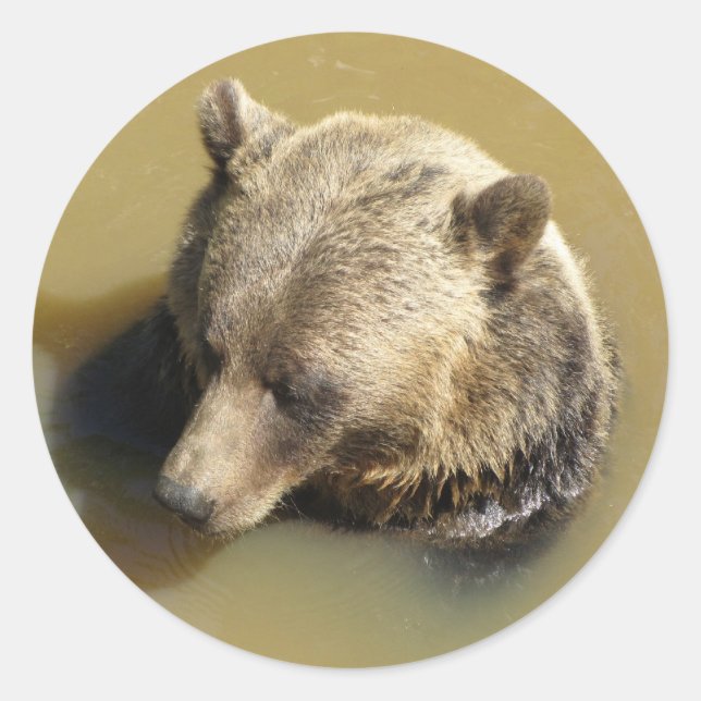 Sticker Rond Grizzly Bear (Devant)