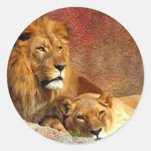 Sticker Rond Gros Chats - 6
