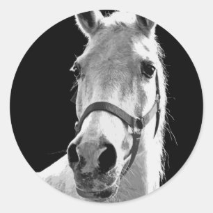 Sticker Rond Gros plan Cheval blanc noir en nuit