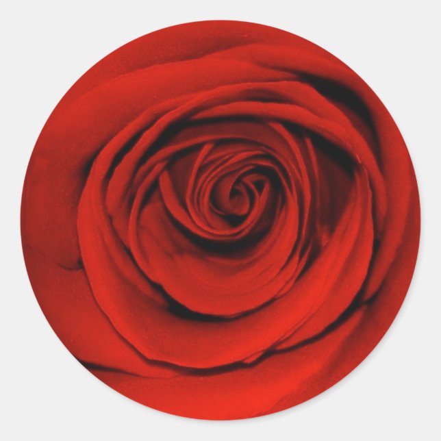 Sticker Rond Gros plan de la rose rouge (Devant)