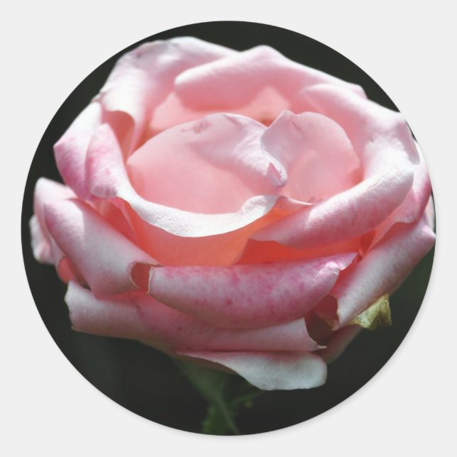 Sticker Rond Gros plan Rose (Devant)