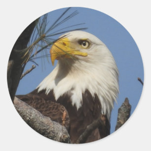 Sticker Rond Gros plan sur l'aigle chauve