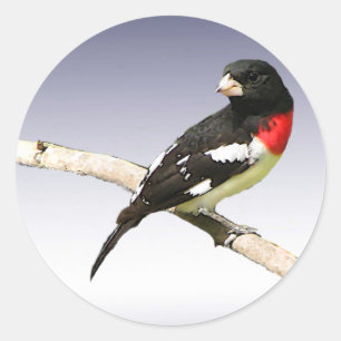 Sticker Rond Grosbeak à poitrine rose