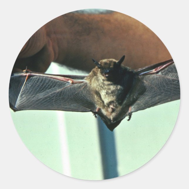 Sticker Rond Grosse chauve-souris Brown (Devant)