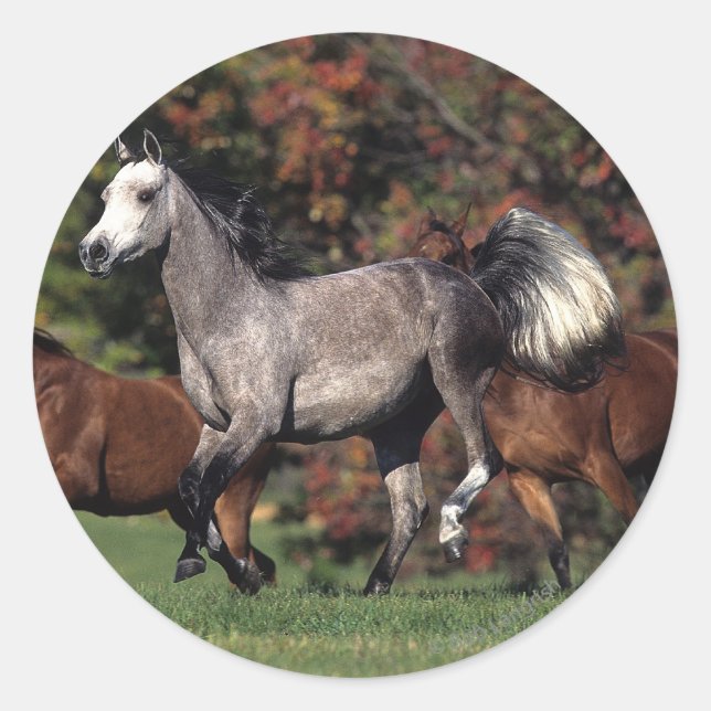 Sticker Rond Groupe de Chevaux arabes en course (Devant)