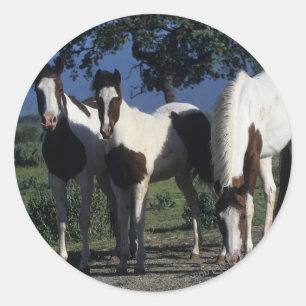 Sticker Rond Groupe de chevaux de peinture