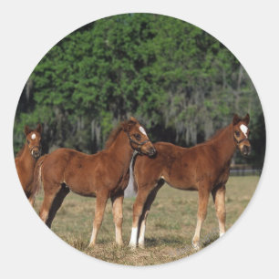 Sticker Rond Groupe des poulains de Thoroughbred