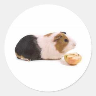 Sticker Rond guinea pig eating an apple