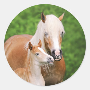 Sticker Rond Haflinger Horse Cute Baby Foin Kiss Mum Pony Photo