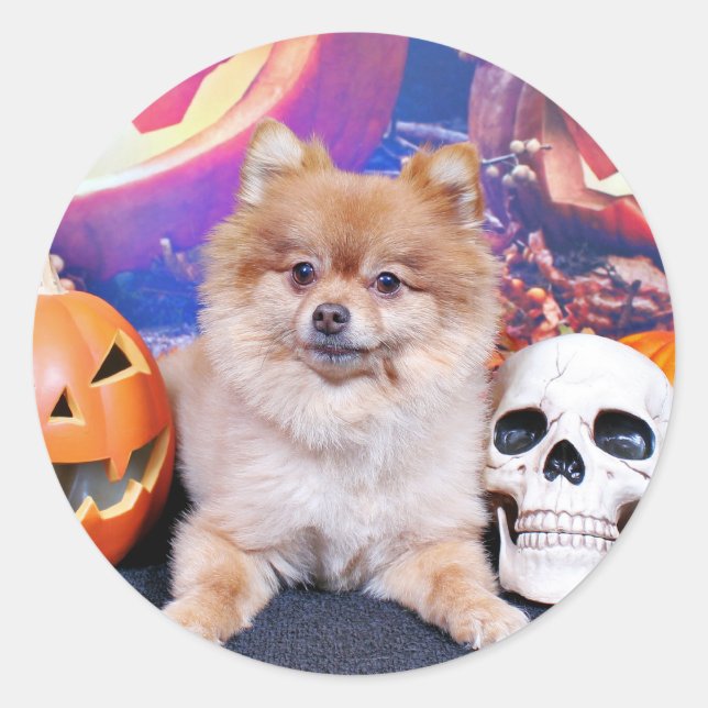 Sticker Rond Halloween - Pomeranian - Simba (Devant)