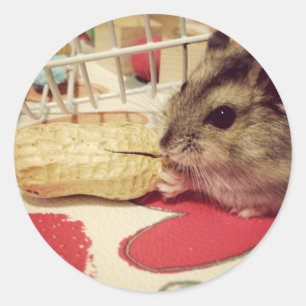 Sticker Rond Hamster blanc d'hiver mangeant une feuille d'autoc