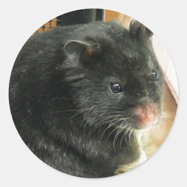 Sticker Rond Hamster noir (Devant)