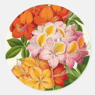 Sticker Rond Hardy Azaleas par Sir Joseph Paxton