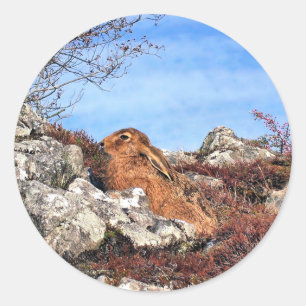 STICKER ROND HARE